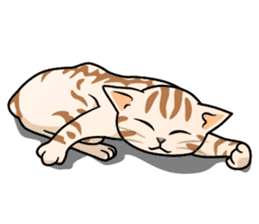 Manma cat (American Short, Cameo tabby) sticker #3346564