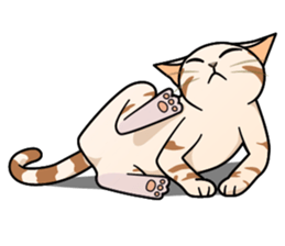 Manma cat (American Short, Cameo tabby) sticker #3346565