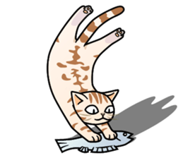 Manma cat (American Short, Cameo tabby) sticker #3346566