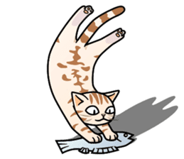 Manma cat (American Short, Cameo tabby) sticker #3346566
