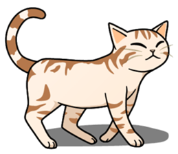 Manma cat (American Short, Cameo tabby) sticker #3346569