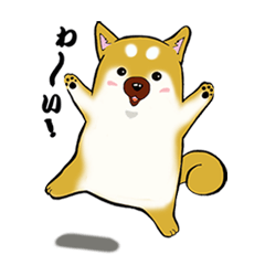 Shiba-Inu KOTAN