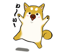 Shiba-Inu KOTAN sticker #3358107