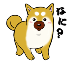 Shiba-Inu KOTAN sticker #3358109