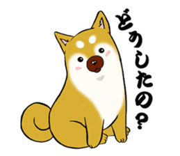 Shiba-Inu KOTAN sticker #3358113