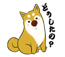 Shiba-Inu KOTAN sticker #3358113
