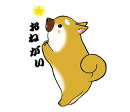 Shiba-Inu KOTAN sticker #3358116