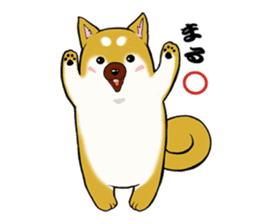 Shiba-Inu KOTAN sticker #3358119