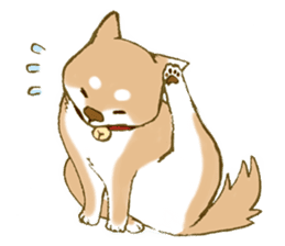 Shiba dog NENE spends warm one day sticker #3388879
