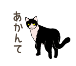 University Cat's Kansai Dialect sticker #3426133