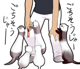ferrets sticker #3426639