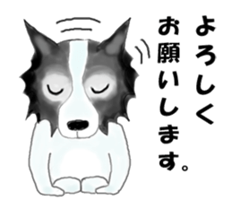 border collie Mr.Very! sticker #3441073