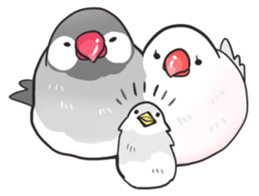 Java sparrow Stickers 2 sticker #3460446