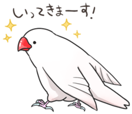 Java sparrow Stickers 2 sticker #3460451