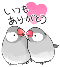 Java sparrow Stickers 2 sticker #3460454