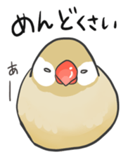 Java sparrow Stickers 2 sticker #3460471
