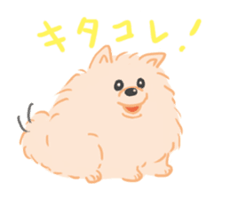 Baby Pomeranian CHOCO sticker #3470422