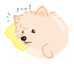 Baby Pomeranian CHOCO sticker #3470432