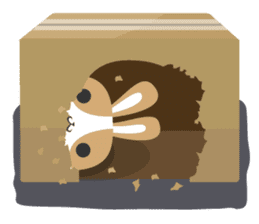 why ? Rabbits. Why is your name "WHY"? sticker #3481166