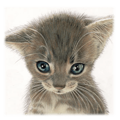 Cat and my cute companies