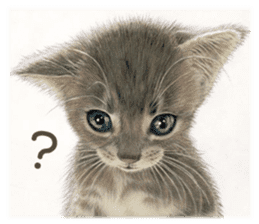 Cat and my cute companies sticker #3495868