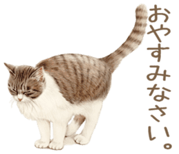 Cat and my cute companies sticker #3495870