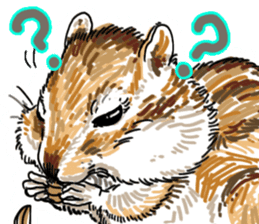 Squirrel Reaction sticker #3497588