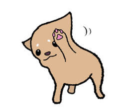 Chihuahua of Sticker sticker #3501818