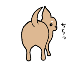 Chihuahua of Sticker sticker #3501820
