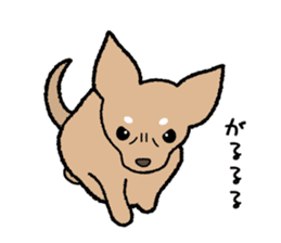 Chihuahua of Sticker sticker #3501826