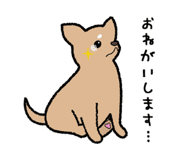 Chihuahua of Sticker sticker #3501835