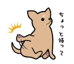 Chihuahua of Sticker sticker #3501845