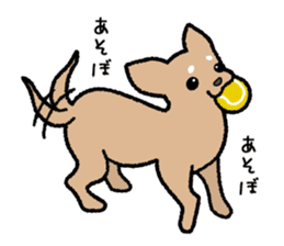 Chihuahua of Sticker sticker #3501846