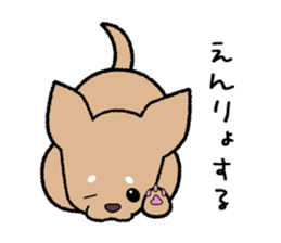 Chihuahua of Sticker sticker #3501847