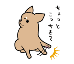 Chihuahua of Sticker sticker #3501850