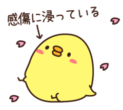 Graduation of a chick and congratulation sticker #3503937