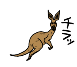 kangaroo's life sticker #3522310