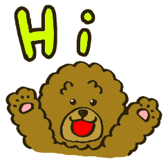 A toy poodle has round hair