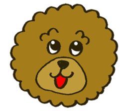 A toy poodle has round hair sticker #3540994