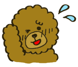 A toy poodle has round hair sticker #3540997