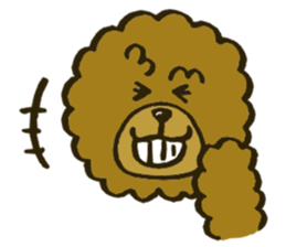 A toy poodle has round hair sticker #3540998