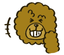 A toy poodle has round hair sticker #3540998