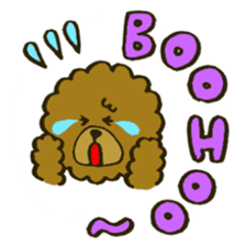 A toy poodle has round hair sticker #3541002