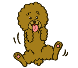 A toy poodle has round hair sticker #3541018