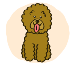 A toy poodle has round hair sticker #3541019
