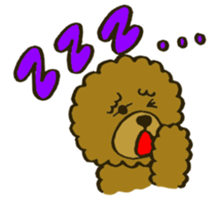 A toy poodle has round hair sticker #3541025
