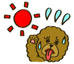 A toy poodle has round hair sticker #3541031