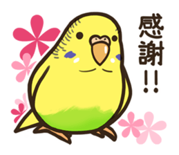 Budgerigars3 sticker #3546275