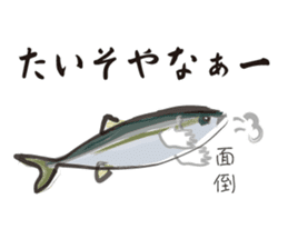 Yellowtail of the Sanuki dialect sticker #3552358