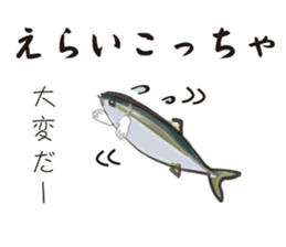 Yellowtail of the Sanuki dialect sticker #3552369
